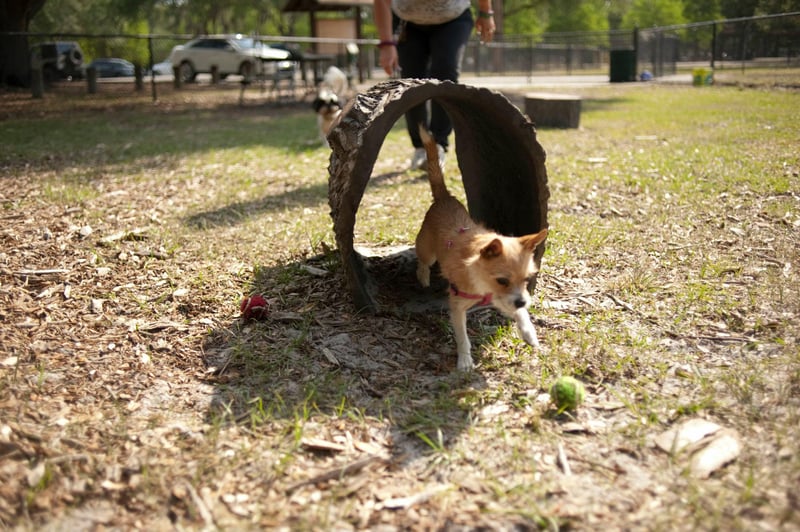 Al Lopez Dog Park